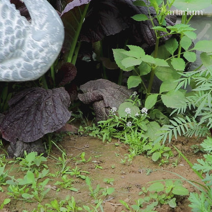 Enchanting Grace - Swan Planter
